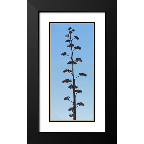Century Plant IV Black Modern Wood Framed Art Print with Double Matting by Popcorn
