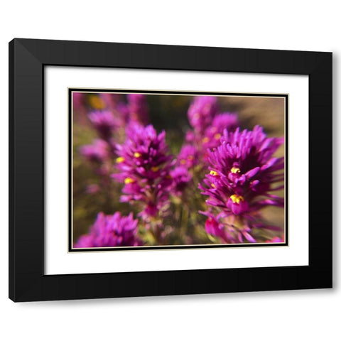Owl Clover II Black Modern Wood Framed Art Print with Double Matting by Popcorn
