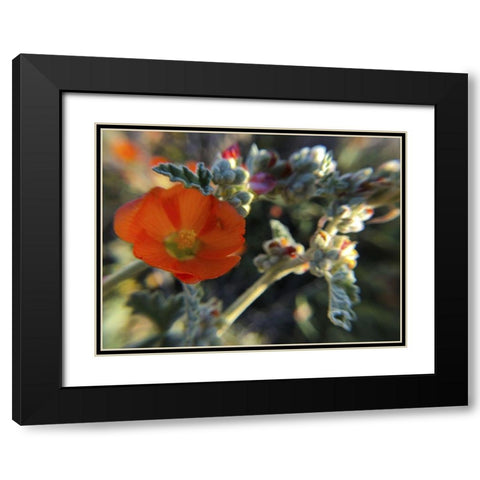 Wildflowers XXI Black Modern Wood Framed Art Print with Double Matting by Popcorn