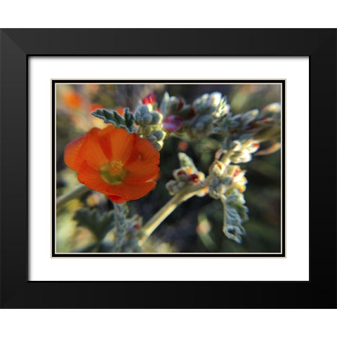Wildflowers XXI Black Modern Wood Framed Art Print with Double Matting by Popcorn