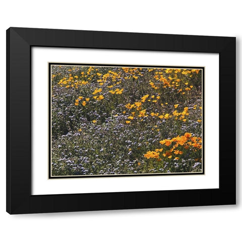Wildflowers XXVII Black Modern Wood Framed Art Print with Double Matting by Popcorn