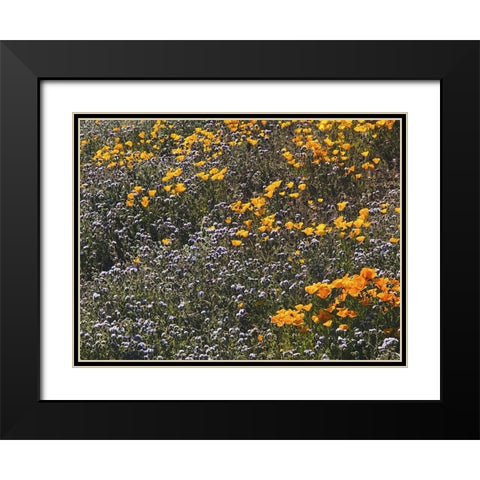 Wildflowers XXVII Black Modern Wood Framed Art Print with Double Matting by Popcorn