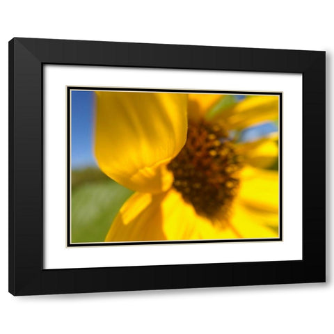 Sunflower II Black Modern Wood Framed Art Print with Double Matting by Popcorn