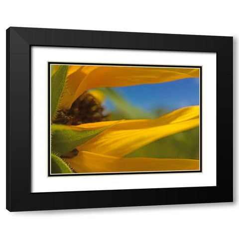 Sunflower III Black Modern Wood Framed Art Print with Double Matting by Popcorn