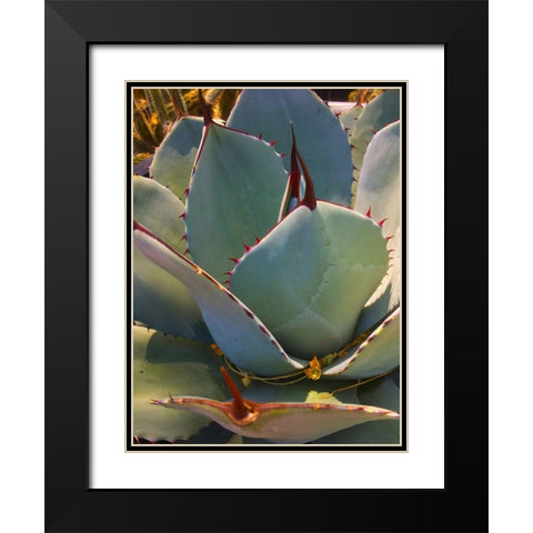 Mescal Agave A Black Modern Wood Framed Art Print with Double Matting by Tenoever, William
