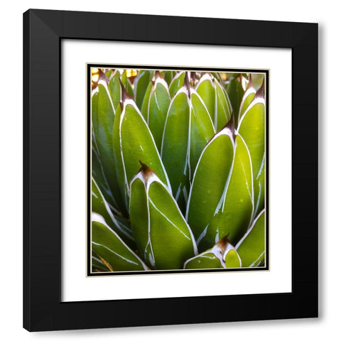 Agave Black Modern Wood Framed Art Print with Double Matting by Tenoever, William