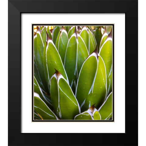 Agave Black Modern Wood Framed Art Print with Double Matting by Tenoever, William