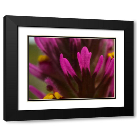 Owl Clover Black Modern Wood Framed Art Print with Double Matting by Tenoever, William