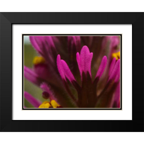 Owl Clover Black Modern Wood Framed Art Print with Double Matting by Tenoever, William