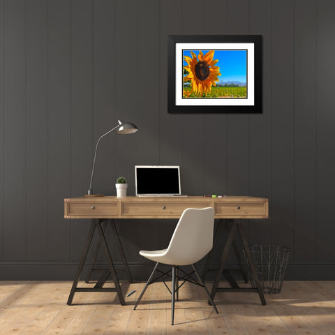 Sunflower3 Black Modern Wood Framed Art Print with Double Matting by Tenoever, William