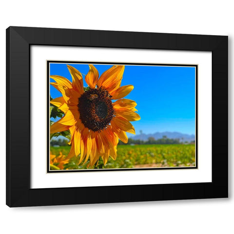 Sunflower3 Black Modern Wood Framed Art Print with Double Matting by Tenoever, William