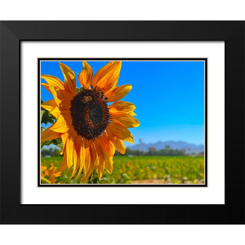 Sunflower3 Black Modern Wood Framed Art Print with Double Matting by Tenoever, William