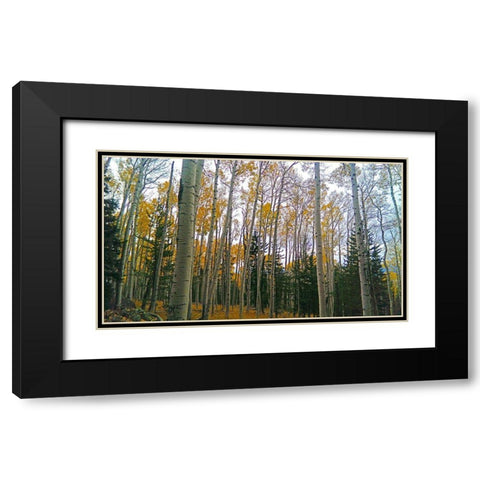 Aspens in Fall I Black Modern Wood Framed Art Print with Double Matting by Tenoever, William