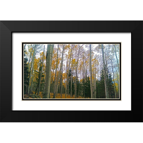 Aspens in Fall I Black Modern Wood Framed Art Print with Double Matting by Tenoever, William