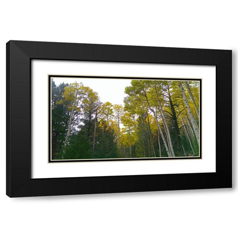 Aspens in Fall II Black Modern Wood Framed Art Print with Double Matting by Tenoever, William