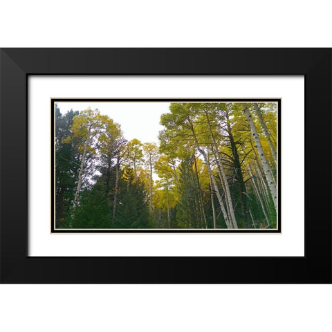 Aspens in Fall II Black Modern Wood Framed Art Print with Double Matting by Tenoever, William