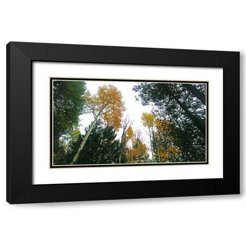 Aspens in Fall III Black Modern Wood Framed Art Print with Double Matting by Tenoever, William
