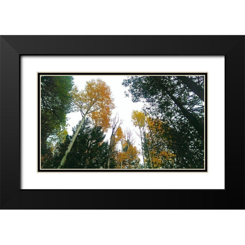 Aspens in Fall III Black Modern Wood Framed Art Print with Double Matting by Tenoever, William