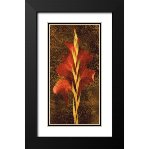 Gladiola Black Modern Wood Framed Art Print with Double Matting by Seba, John