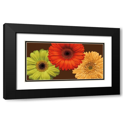 Daisy Trio Black Modern Wood Framed Art Print with Double Matting by Blake, Lindsay