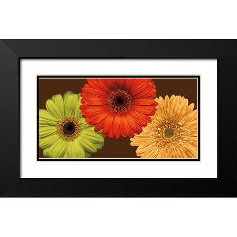 Daisy Trio Black Modern Wood Framed Art Print with Double Matting by Blake, Lindsay