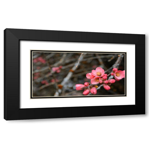 Crabapple Tree blossoms Black Modern Wood Framed Art Print with Double Matting by Plank, Savanah