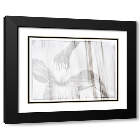 Black and white clematis Black Modern Wood Framed Art Print with Double Matting by Plank, Savanah