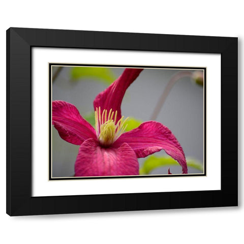 Pink Clematis Black Modern Wood Framed Art Print with Double Matting by Plank, Savanah