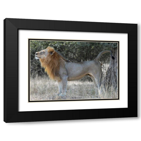 Claiming Territory Black Modern Wood Framed Art Print with Double Matting by Bennion, Scott