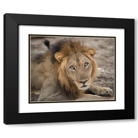 Eyes of a Lion Black Modern Wood Framed Art Print with Double Matting by Bennion, Scott