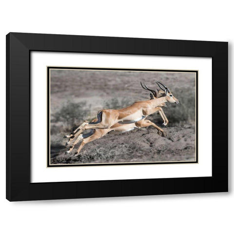 Impala Black Modern Wood Framed Art Print with Double Matting by Bennion, Scott