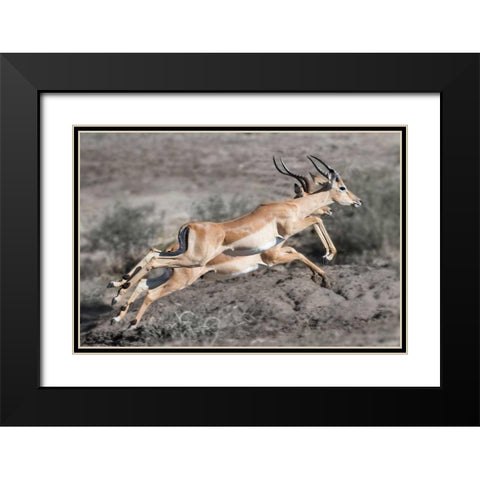 Impala Black Modern Wood Framed Art Print with Double Matting by Bennion, Scott