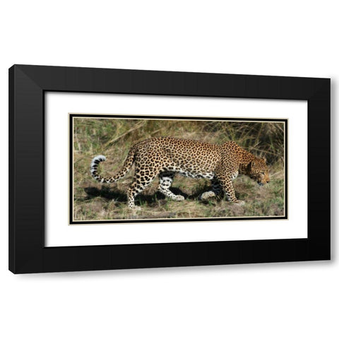 Leopard Hunting Black Modern Wood Framed Art Print with Double Matting by Bennion, Scott