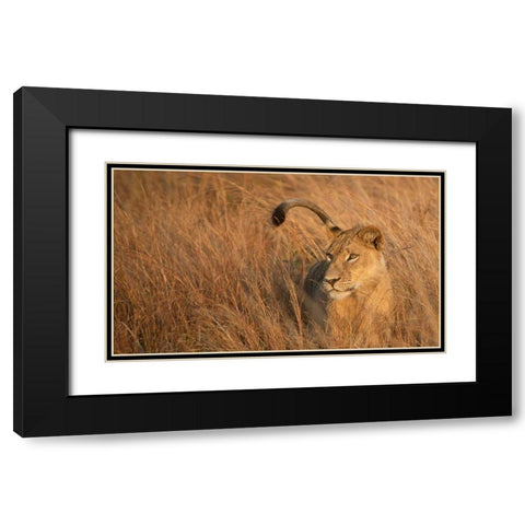 Lion in Tall Grass Black Modern Wood Framed Art Print with Double Matting by Bennion, Scott