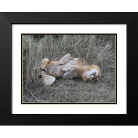 Lion on his back Black Modern Wood Framed Art Print with Double Matting by Bennion, Scott