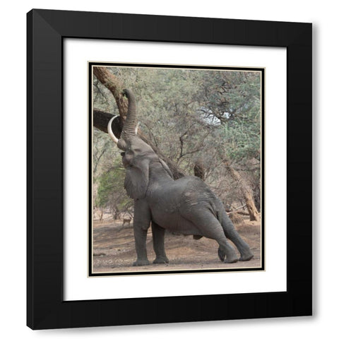 Reaching Elephant - Mana Pools Zimbabwe Black Modern Wood Framed Art Print with Double Matting by Bennion, Scott