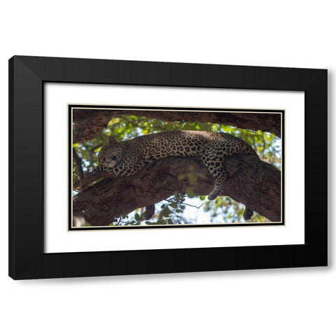 Napping Black Modern Wood Framed Art Print with Double Matting by Bennion, Scott