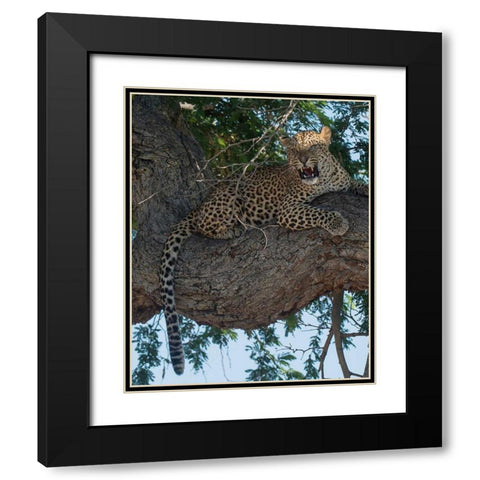 Leopard Territory Black Modern Wood Framed Art Print with Double Matting by Bennion, Scott