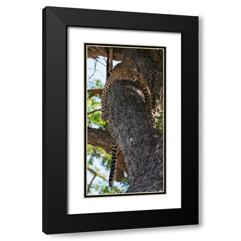 Sleeping Black Modern Wood Framed Art Print with Double Matting by Bennion, Scott
