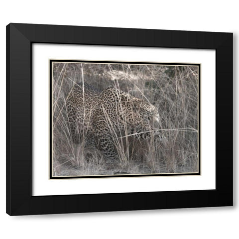 Stalking Leopard Black Modern Wood Framed Art Print with Double Matting by Bennion, Scott