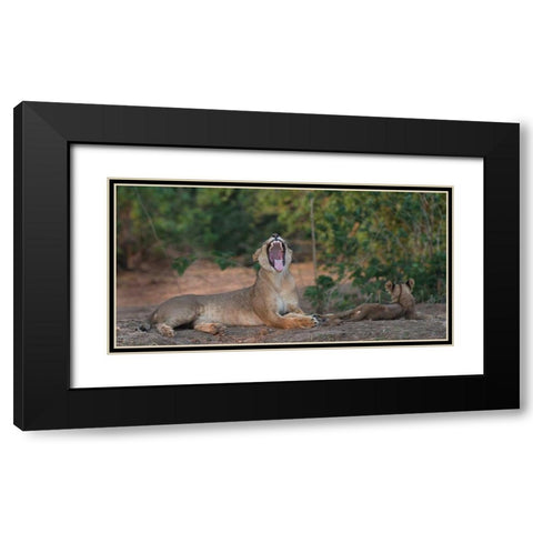 Yawning Lion - Zimbabwe Black Modern Wood Framed Art Print with Double Matting by Bennion, Scott