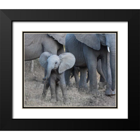 Young Elephant Black Modern Wood Framed Art Print with Double Matting by Bennion, Scott