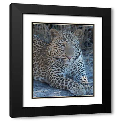 Young Leopard Black Modern Wood Framed Art Print with Double Matting by Bennion, Scott