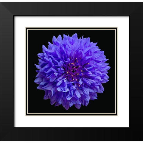 Cornflower Black Modern Wood Framed Art Print with Double Matting by Reynolds, Richard