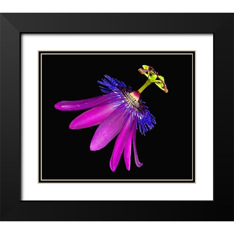 Amethyst Passionflower Black Modern Wood Framed Art Print with Double Matting by Reynolds, Richard