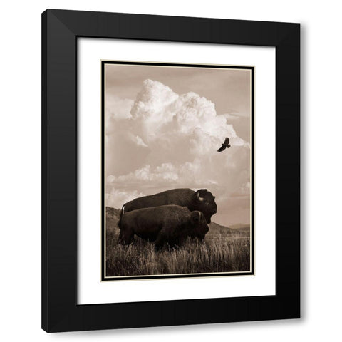 The American Buffalo Black Modern Wood Framed Art Print with Double Matting by Dawson, Robert