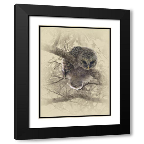 Barred Owlet Black Modern Wood Framed Art Print with Double Matting by Brown, Jim