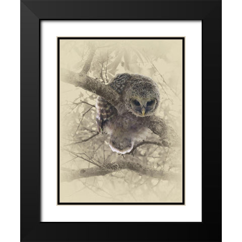 Barred Owlet Black Modern Wood Framed Art Print with Double Matting by Brown, Jim