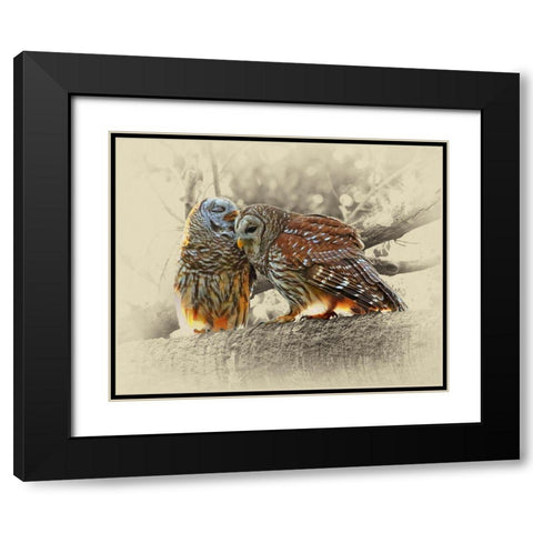 Barred Owls Black Modern Wood Framed Art Print with Double Matting by Brown, Jim