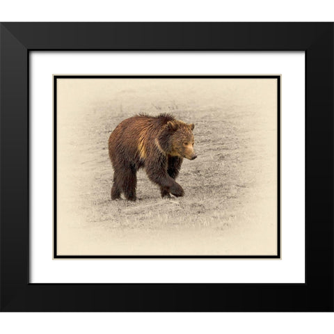 Grizzly 2 Black Modern Wood Framed Art Print with Double Matting by Brown, Jim